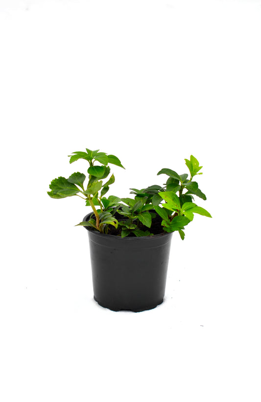 Pachysandra terminalis image 0