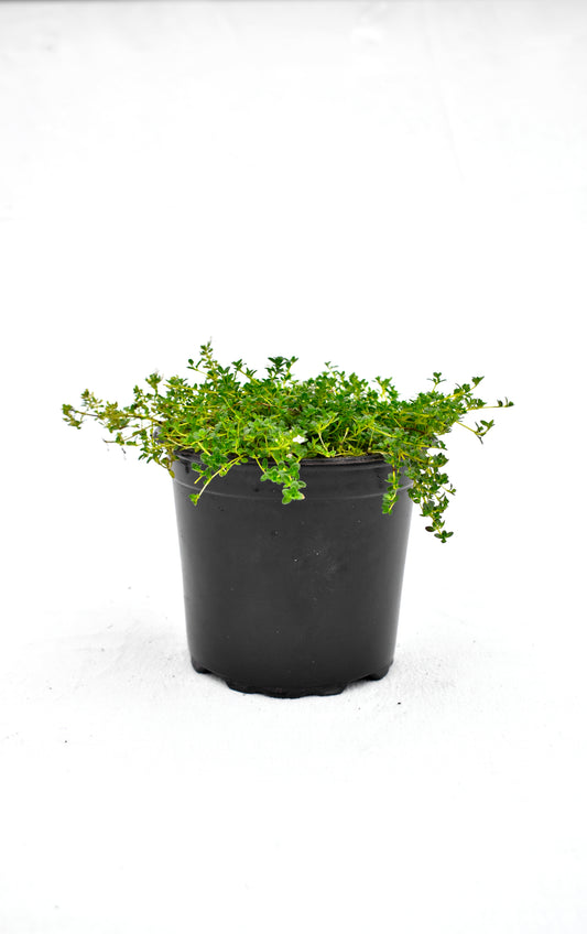 Thymus 'Emerald Carpet' image 0