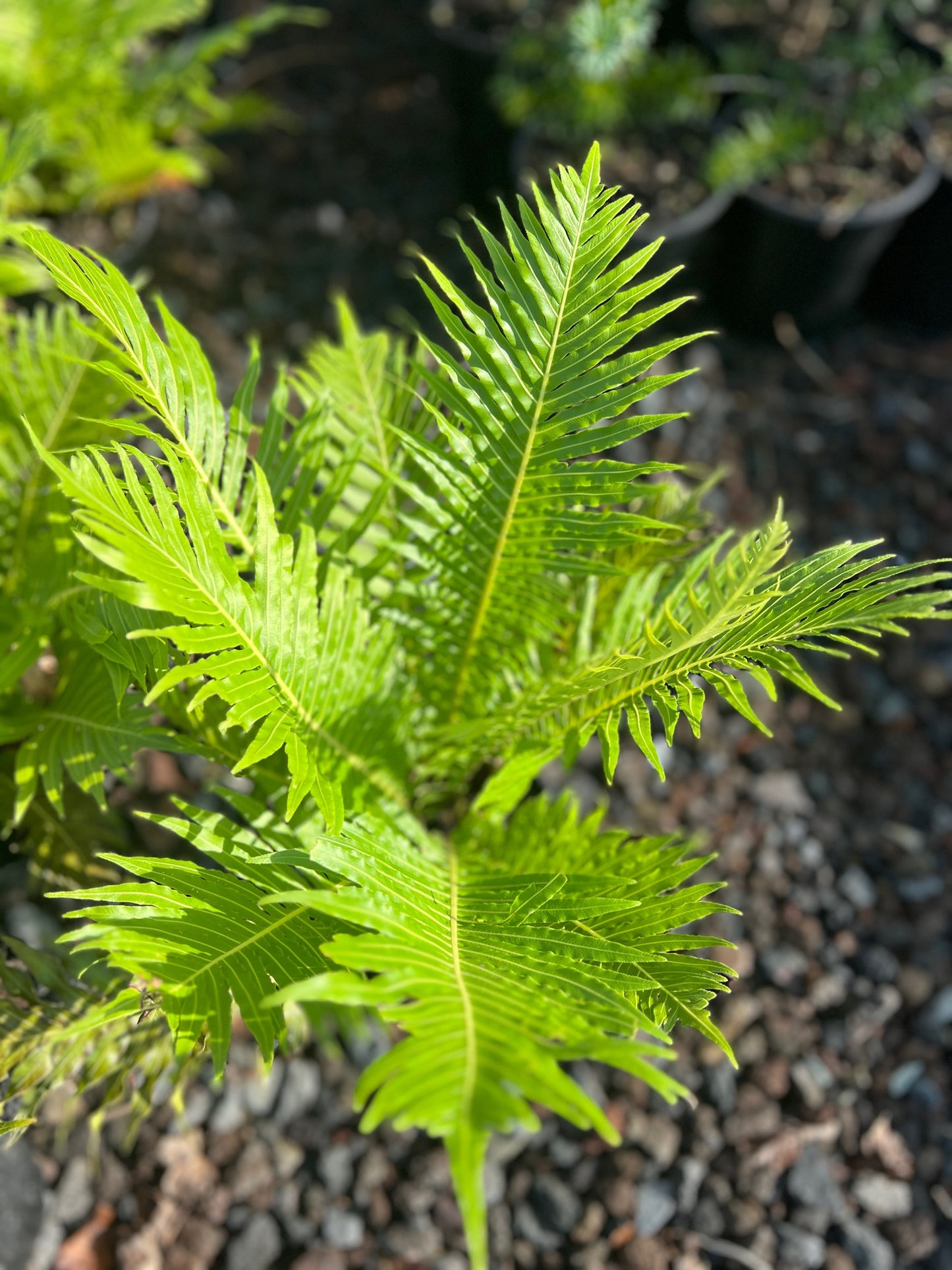 Blechnum gibbum 'Silver Lady' 3.5L image 4