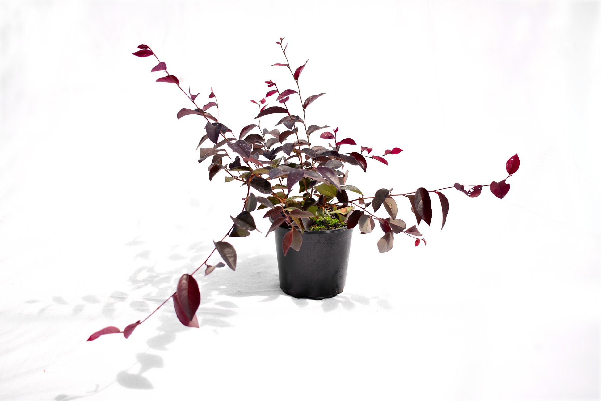 Loropetalum 'Za Dee Doo' image 0
