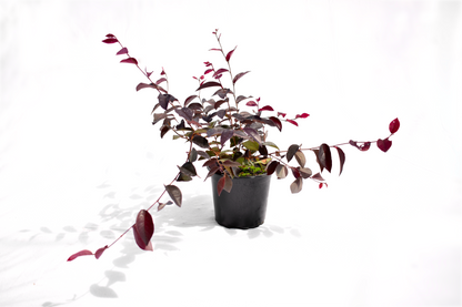 Loropetalum 'Za Dee Doo' image 0