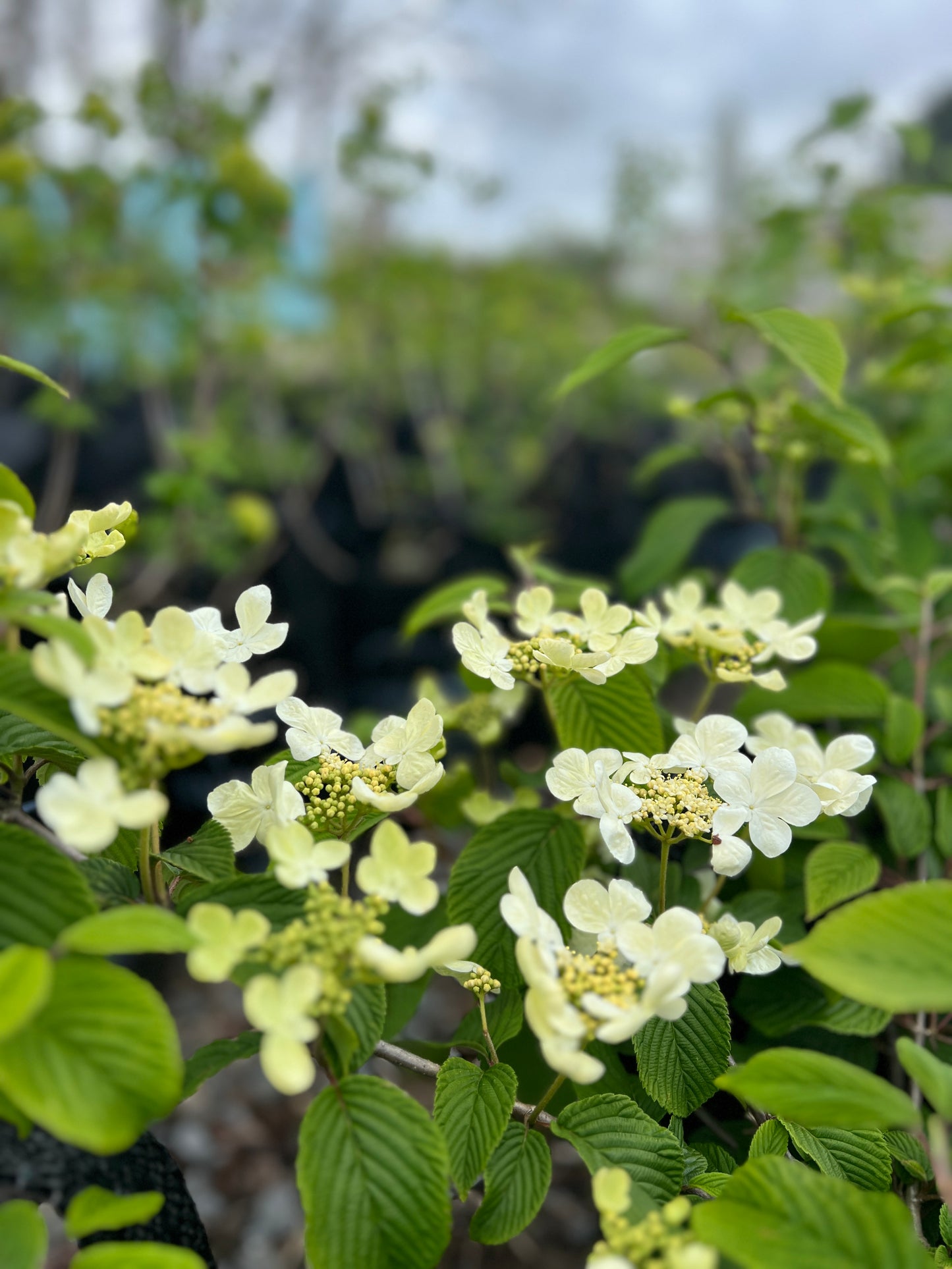 Viburnum plicatum 'Mariesii' 25l image 0