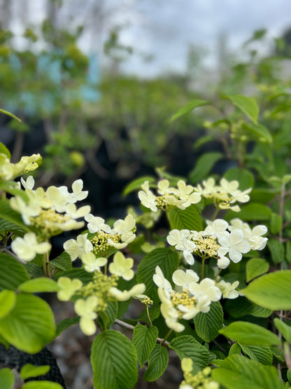 Viburnum plicatum 'Mariesii' 25l image 0