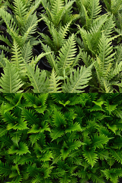 Blechnum Gibbum 'Silver Lady' 1.5L
