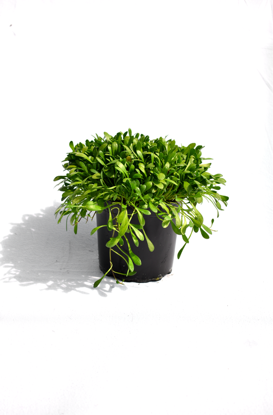 Selleria radicans Boulder Bank image 0