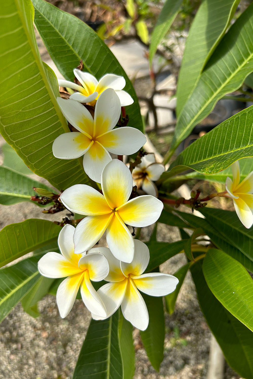 Frangipani Double Stem