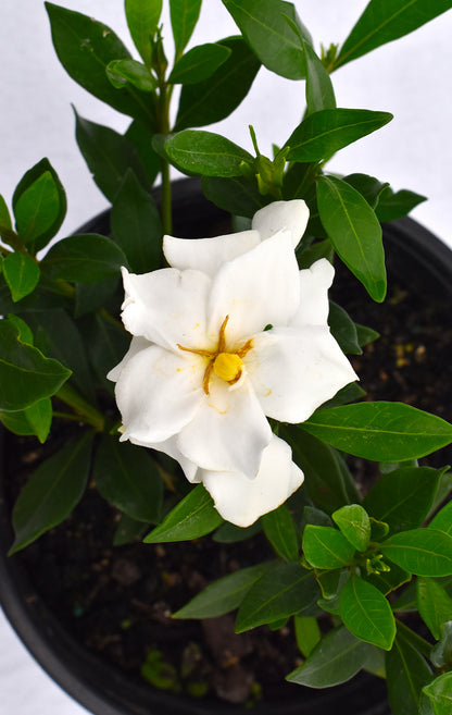 Gardenia Radicans