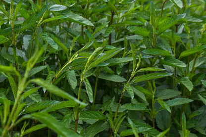 Salvia uliginosa 1.5L