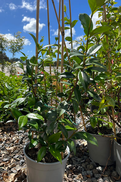 Trachelospermum Jasminoides Canned 1.5L