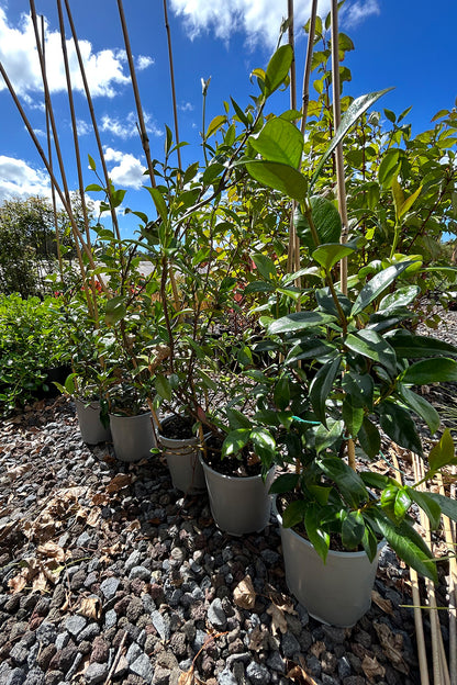 Trachelospermum Jasminoides Canned 1.5L