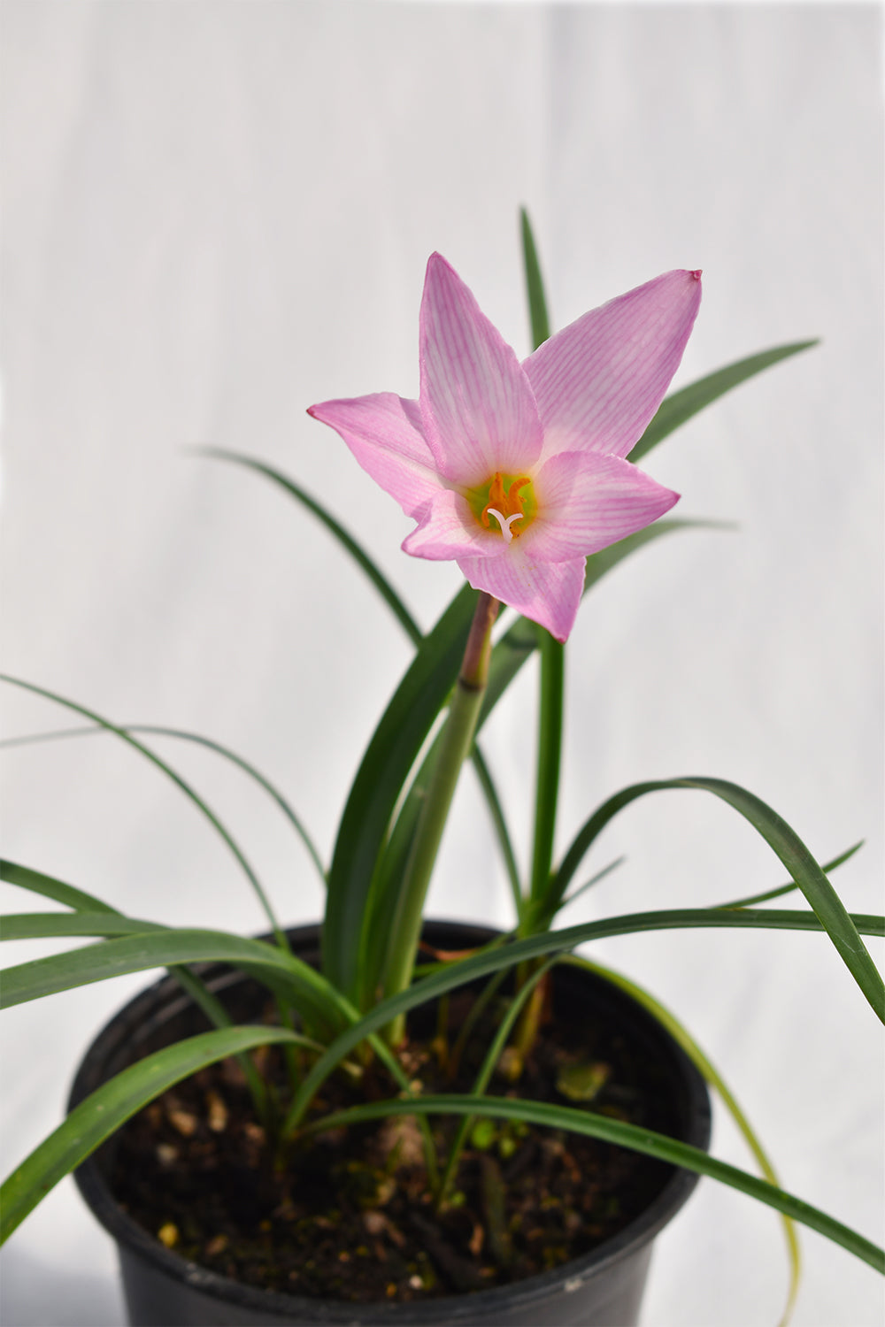 Zephyranthes John Fellers