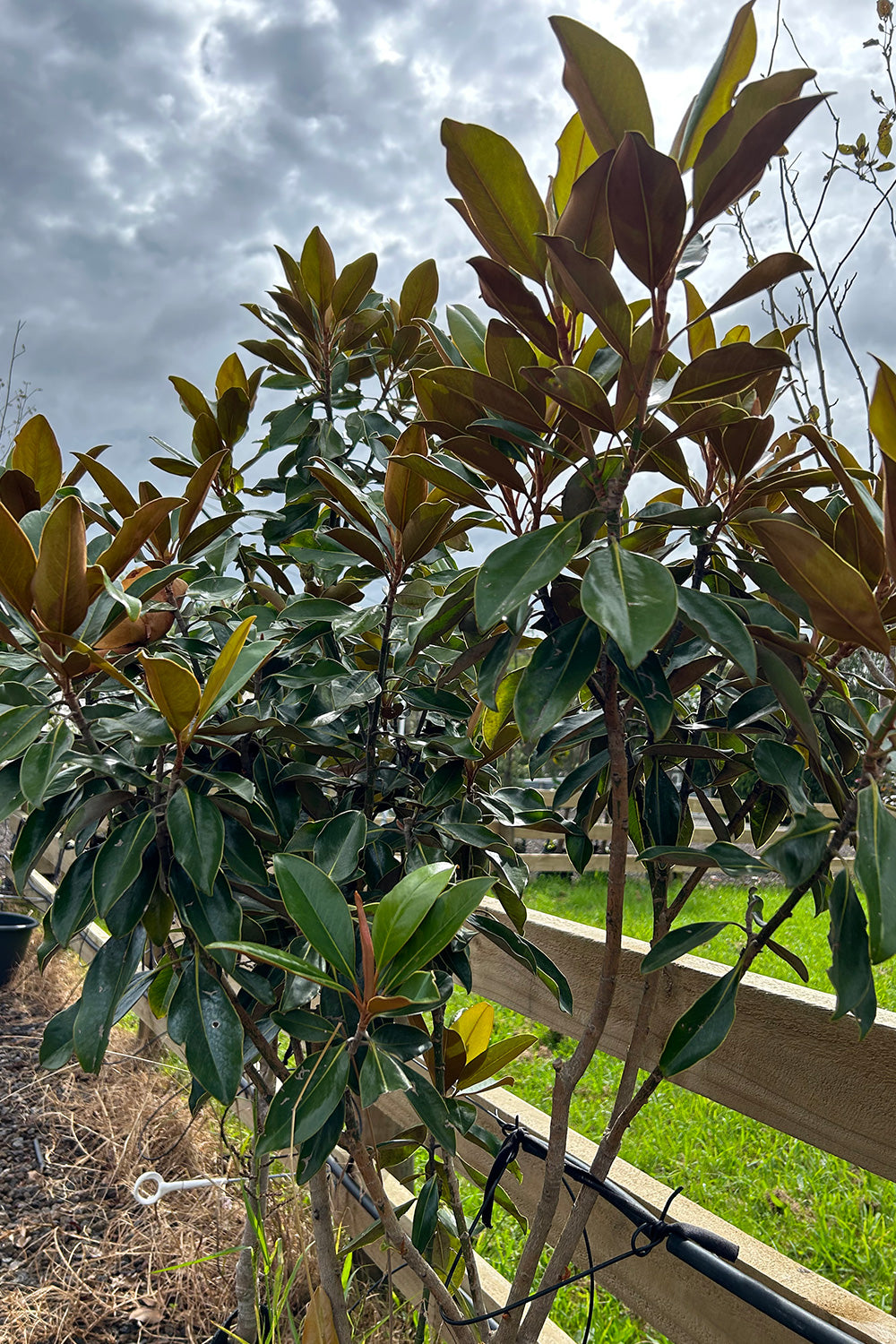 Magnolia Grandiflora 'Little Gem' 25L