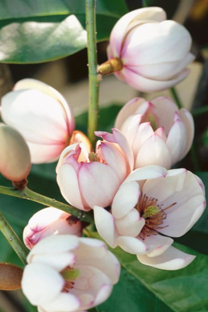 Michelia 'Bubbles' 25L