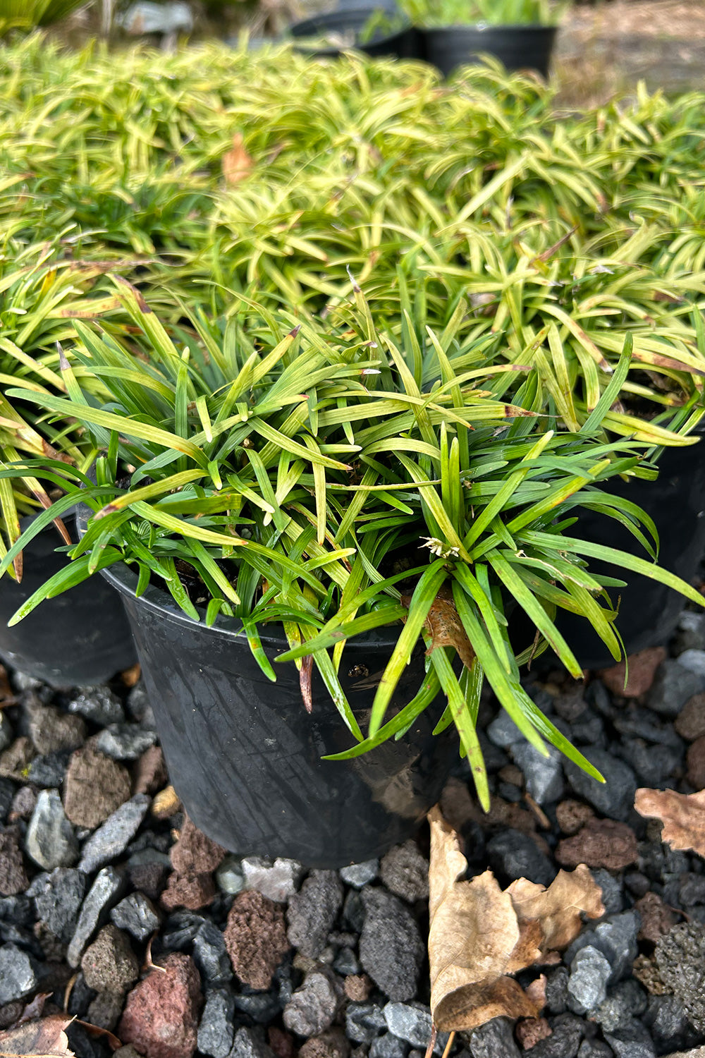 Ophiopogon Japonicus 'Nana' 1.5l