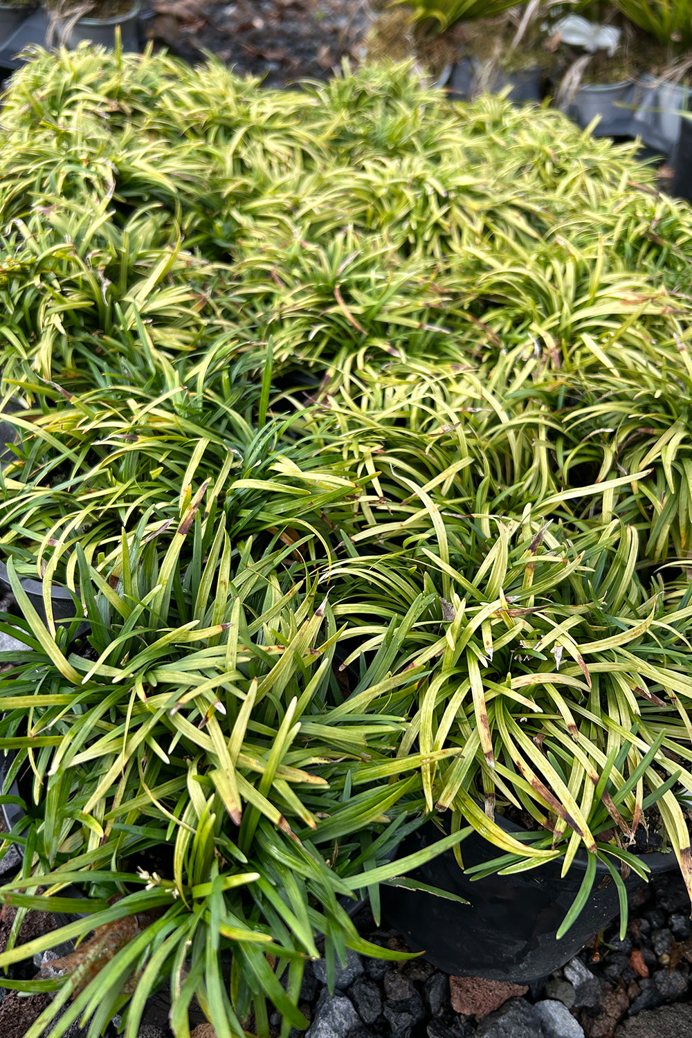 Ophiopogon Japonicus 'Nana' 1.5l