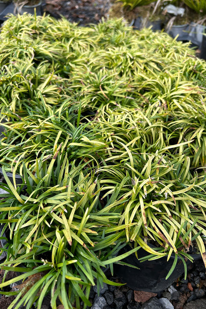 Ophiopogon Japonicus 'Nana' 1.5l