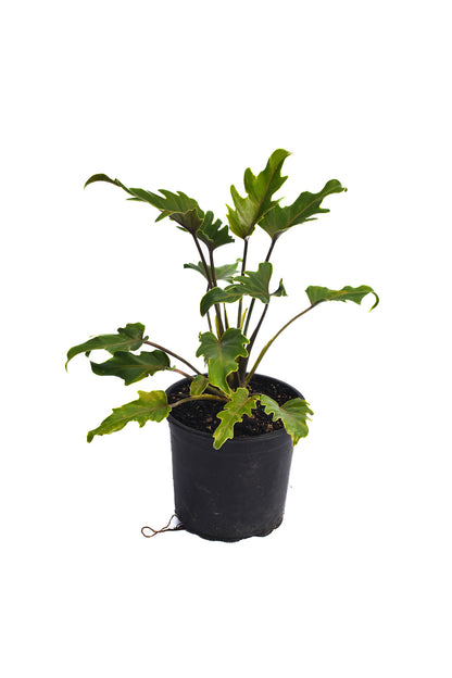 Philodendron Xanadu