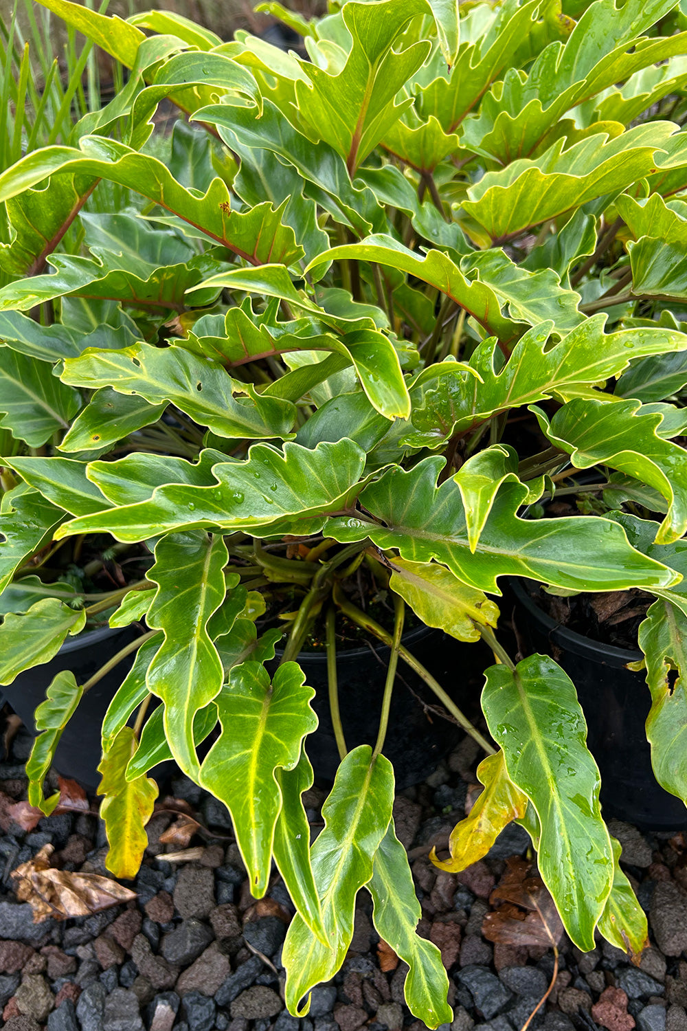 Philodendron Xanadu