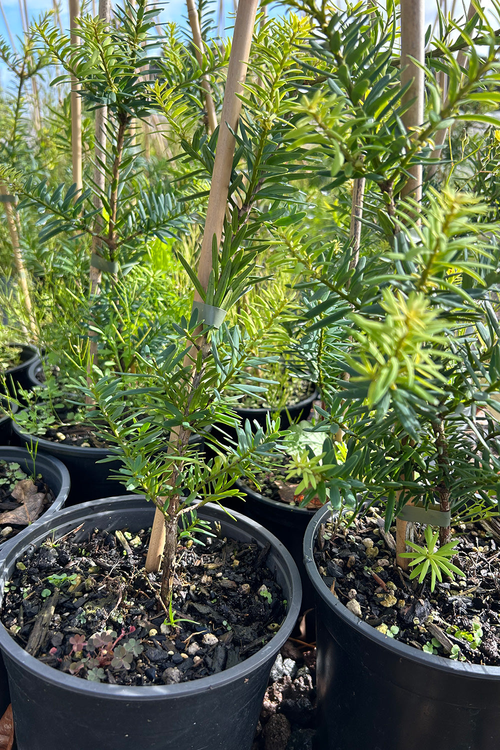Podocarpus 'Ardmore Green'