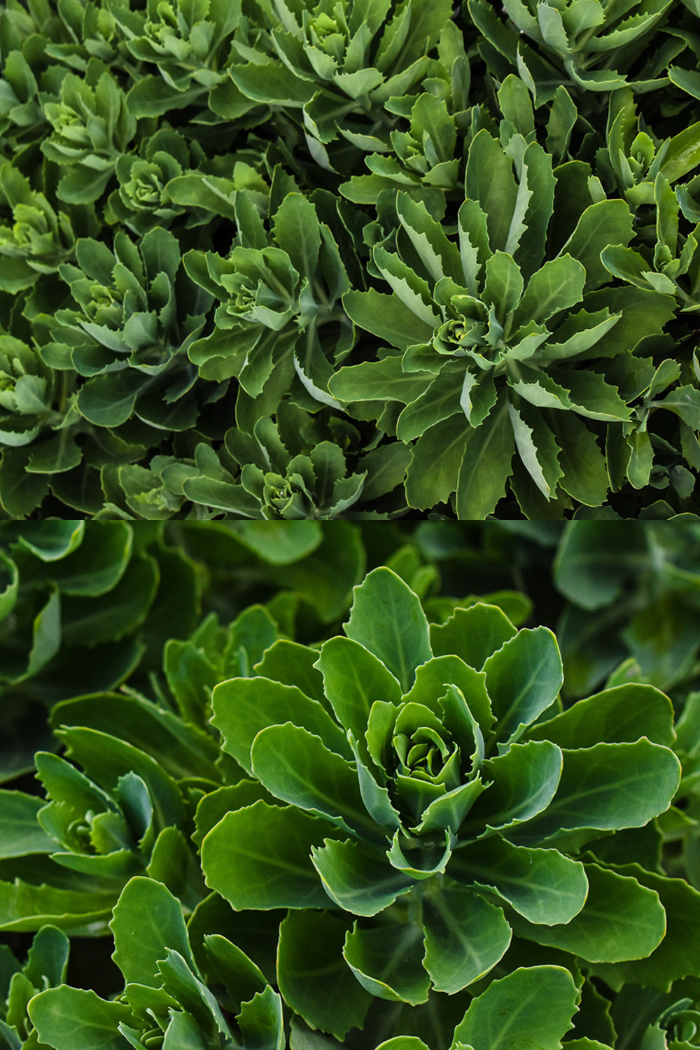 Sedum Autumn Joy