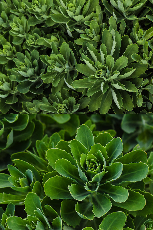 Sedum Autumn Joy