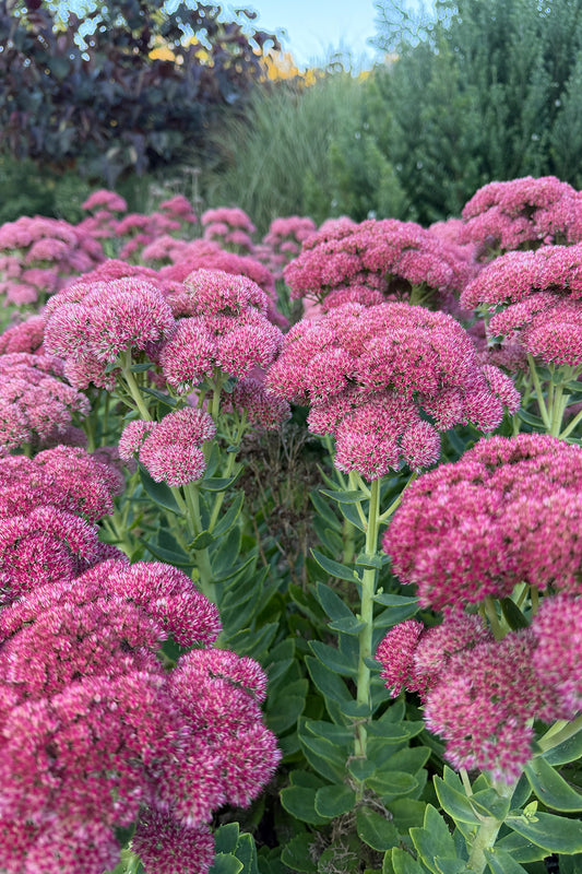 Sedum 'Autumn Joy' 1.5L