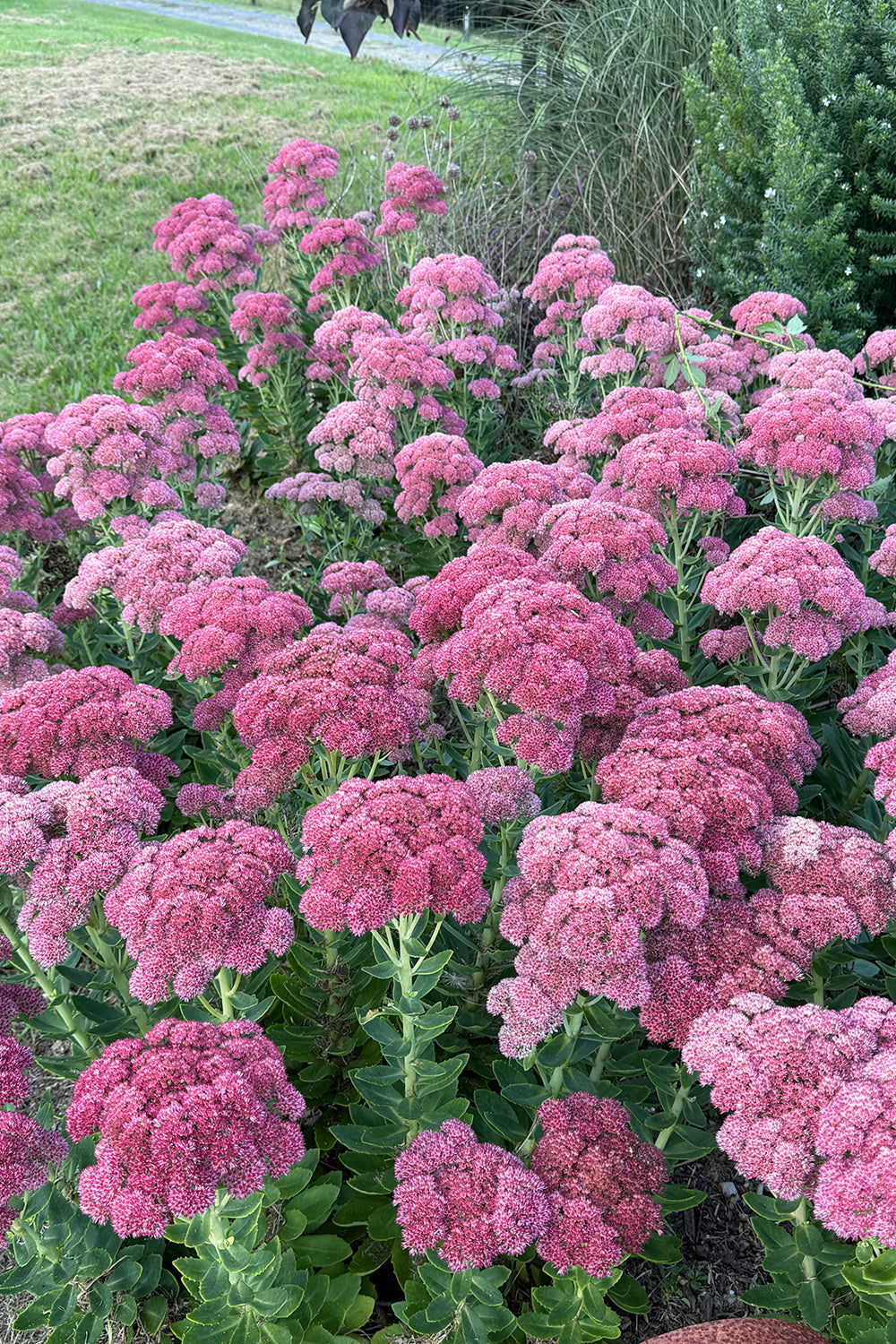 Sedum Autumn Joy