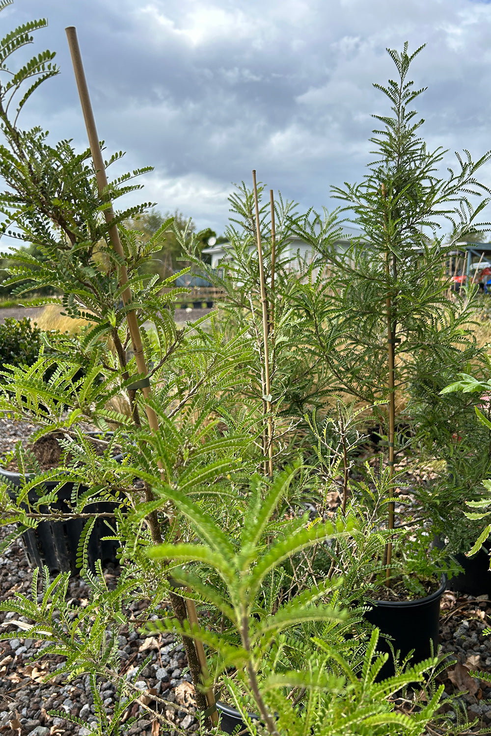 Sophora Molloyi 'Dragons Gold' 25l