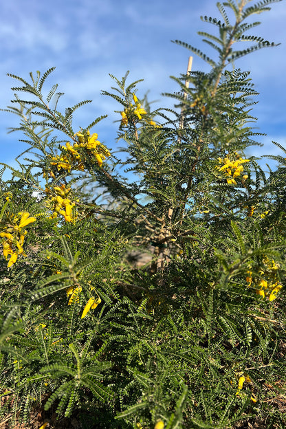Sophora Molloyi 'Dragons Gold' 25l