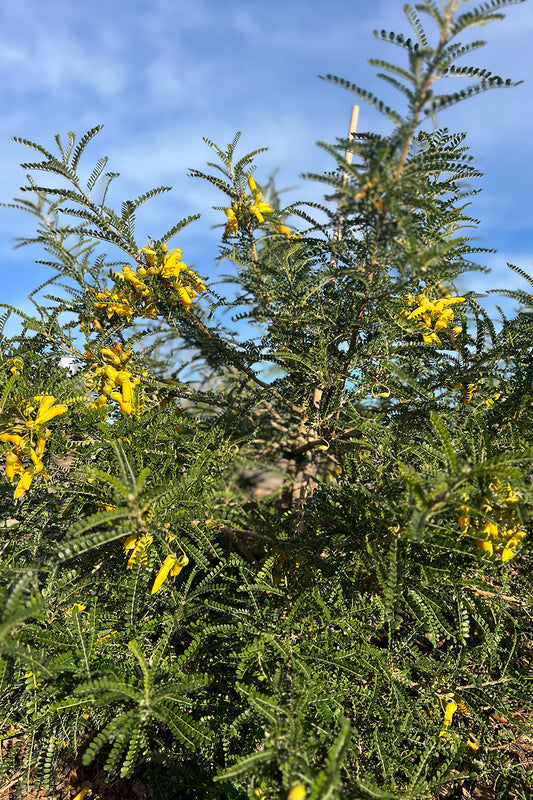 Sophora Molloyi 'Dragons Gold' 25l