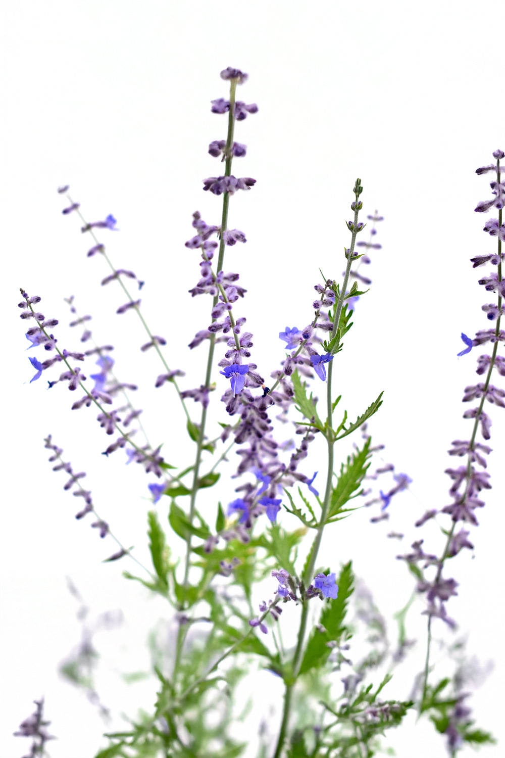 Perovskia 'Blue Spire'