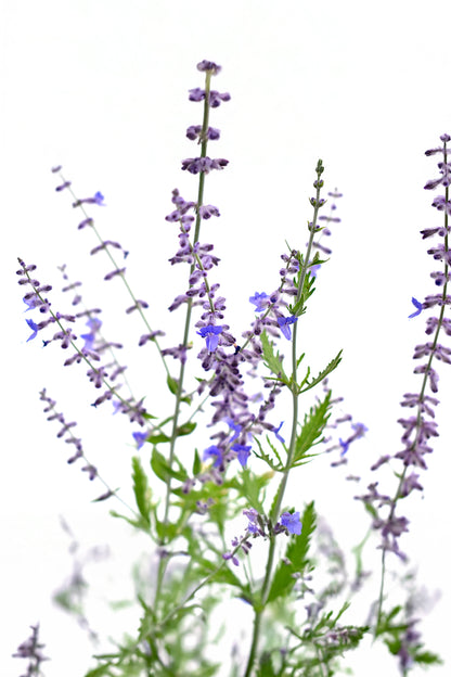 Perovskia 'Blue Spire'