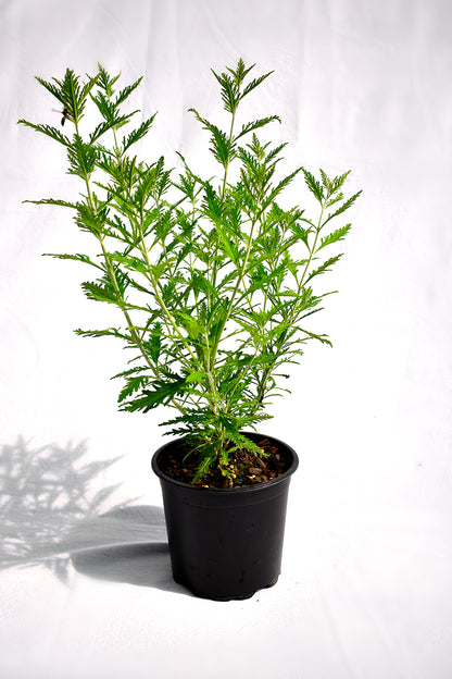 Perovskia 'Blue Spire'
