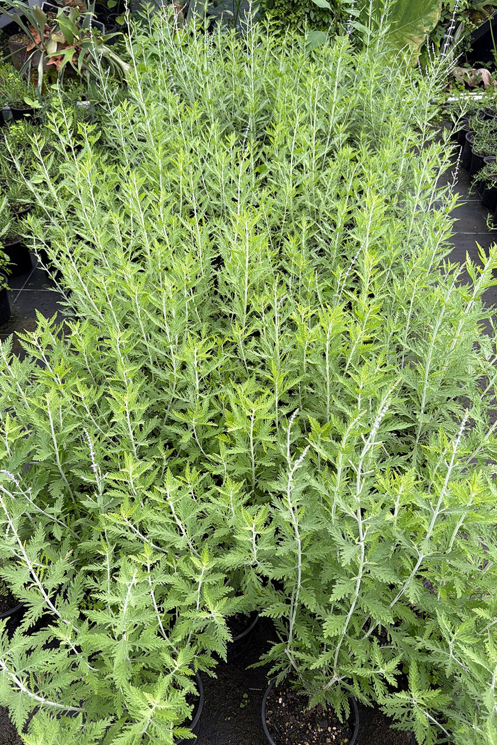 Perovskia 'Blue Spire'
