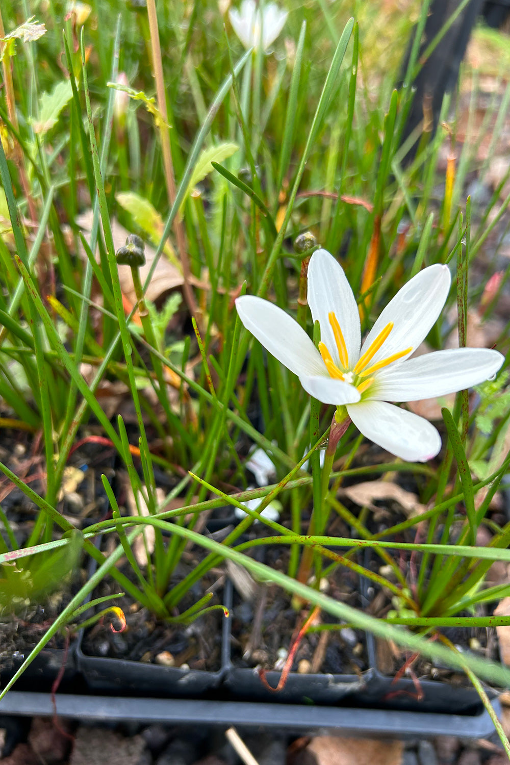 Zephyranthes Candida 2L